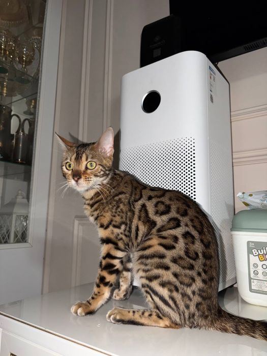 Бенгальская кошка | Чистокровная бенгальская девочка | Бенгал кошка