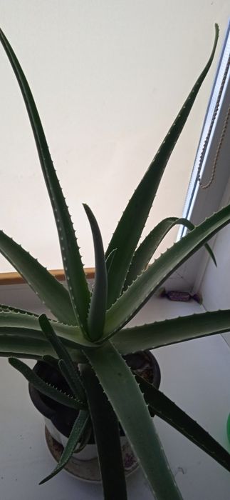 Продам Алоэ Вера