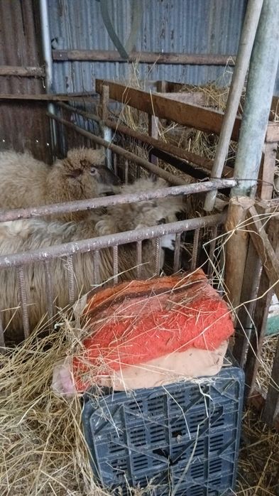 Oaie cu 1 miel sau 2