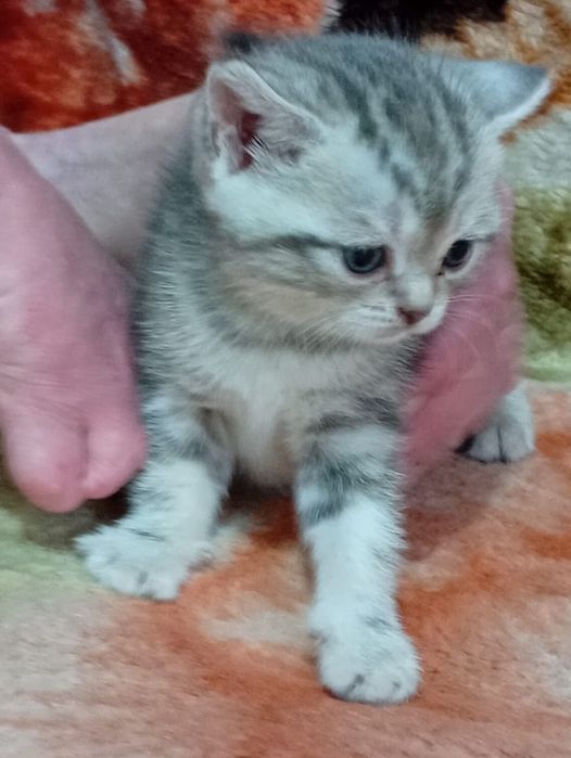 Продаются вислоухие котята