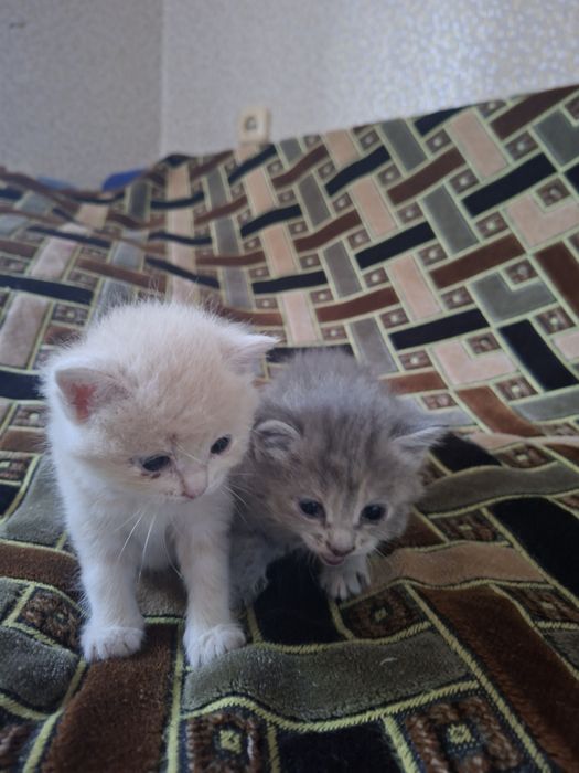 Продадим котят породистые