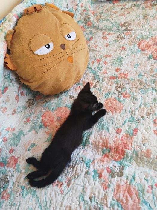 Котенок в добрые руки
