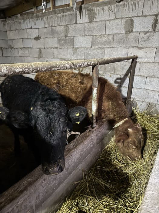 Подсосы продаются