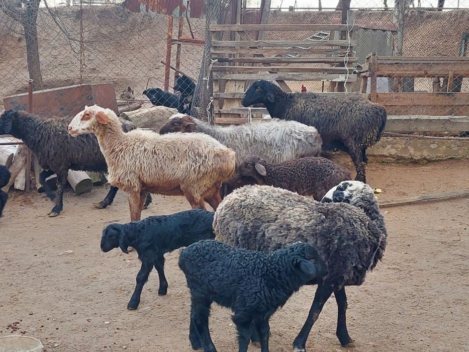 Жас ірі денелі қозылы қойлар сатылады