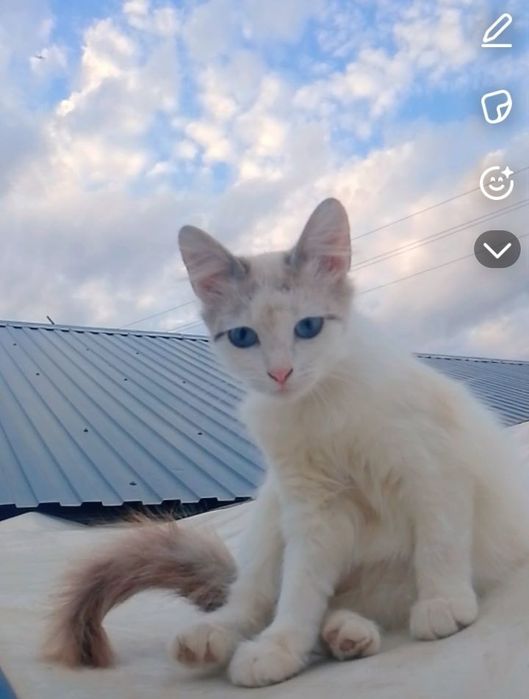 Отдам кошку добрые руки