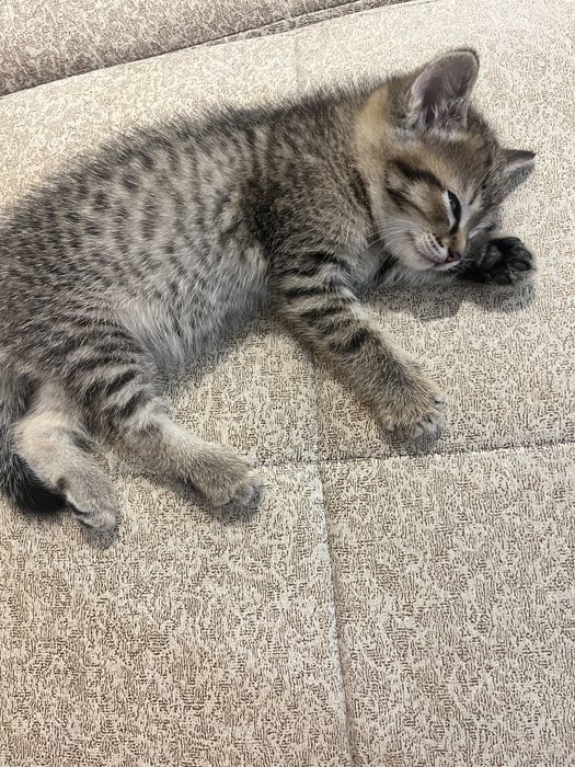 Отдам Котенка Девочка