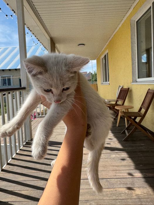 Маленький котик мальчик