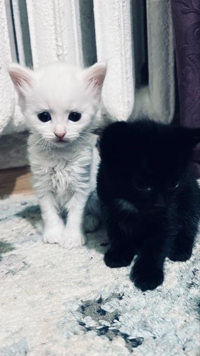 Котята ищут дом.