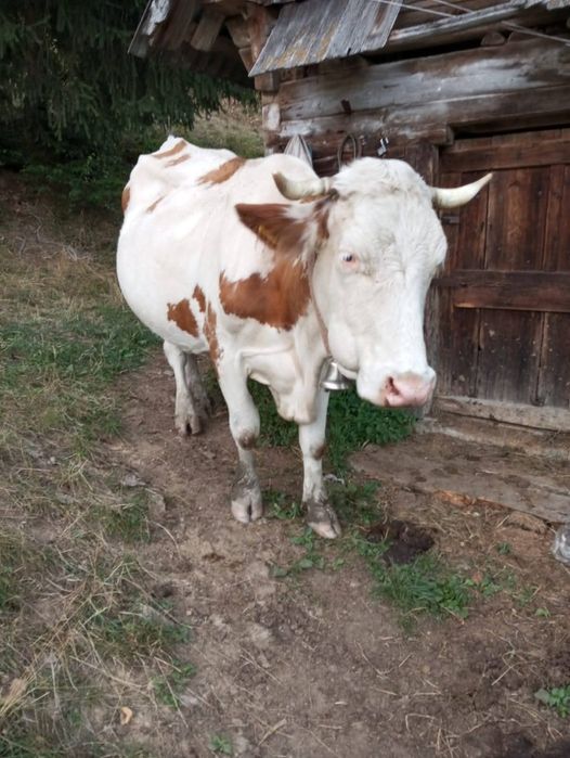 Vacă de Vânzare 8 Ani