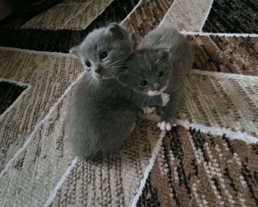 Отдам кошечку серую, 2 мес.
