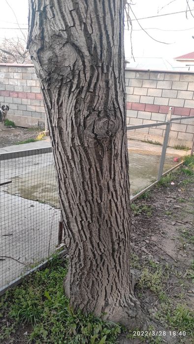 Продам дерево орешину.