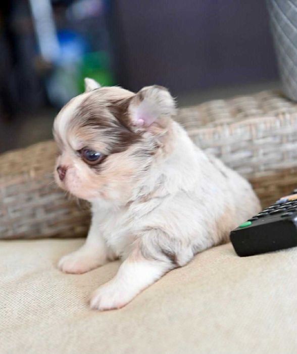Мъжко дългокосместо мини чихуахуа шоколадово мерле