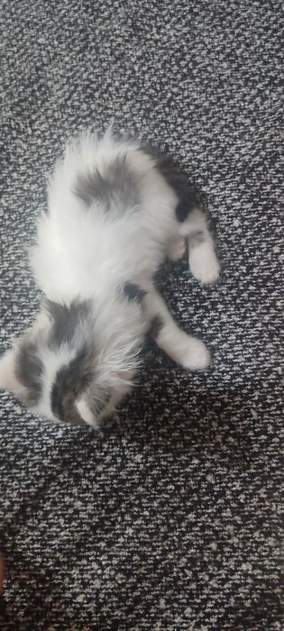 Отдам котенка, девочку
