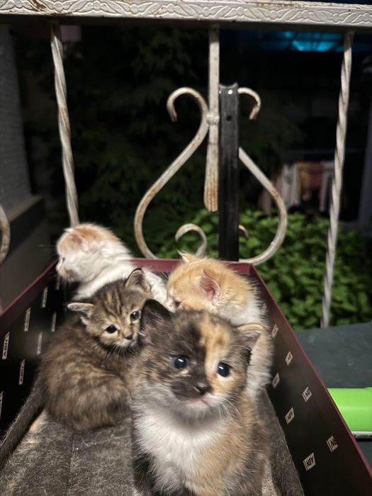 Отдам котят в добрые руки