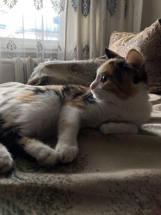 Отдам в хорошие руки