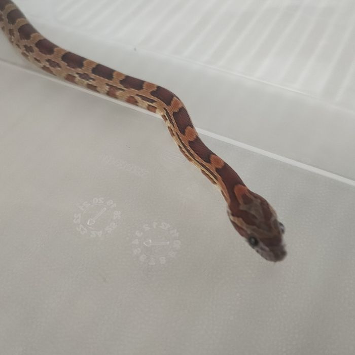 Маисовый полоз змея