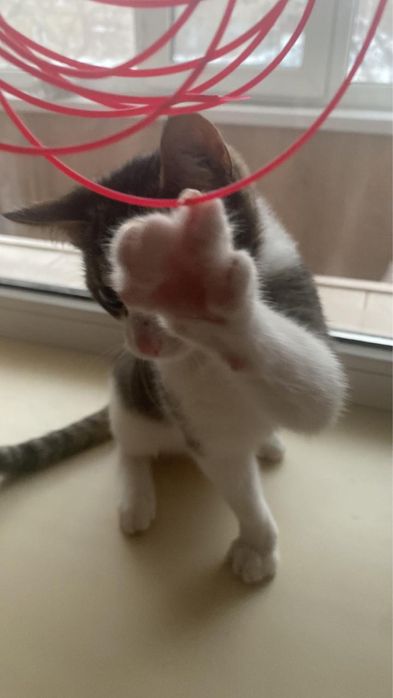 Котенок в добрые ручки