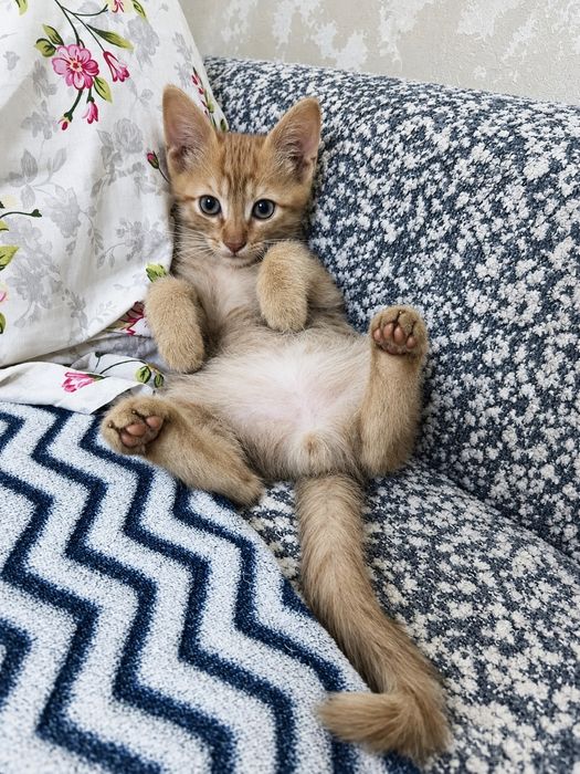 Отдам котят в добрые руки
