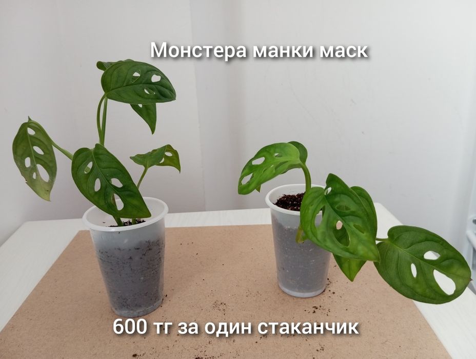 Үй гүлдері/Комнатные растения