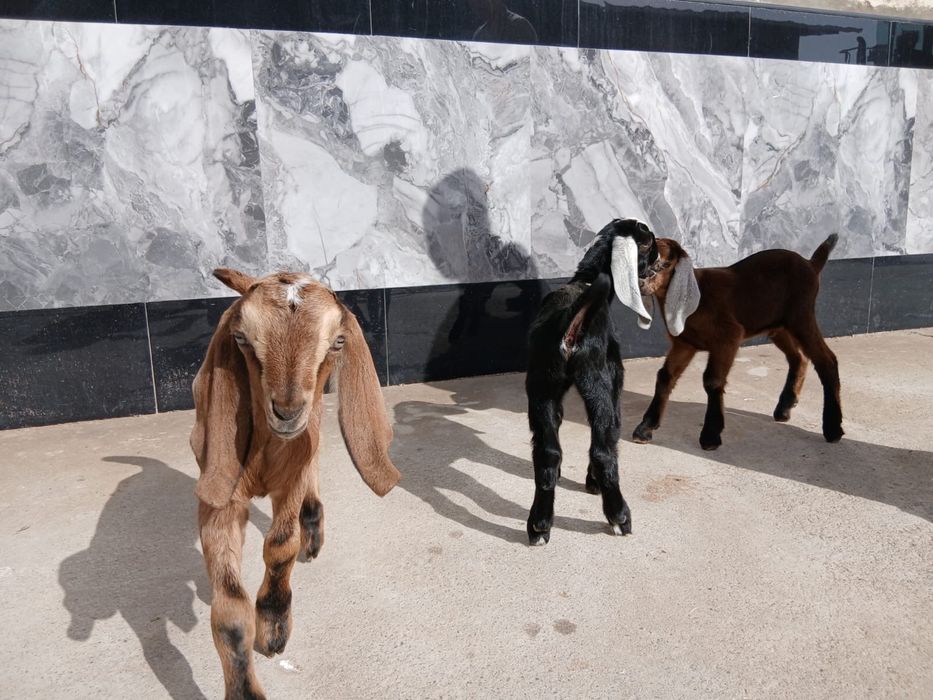 Козлята продаются