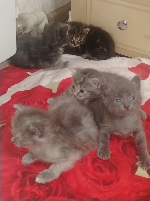 Котёнок мальчик! Отдам котёнка