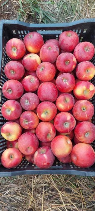 Продам яблоки оптом