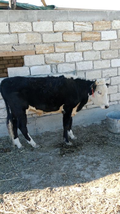 Ақта өгіздер сатылады