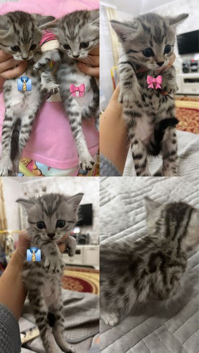 Продаются котята