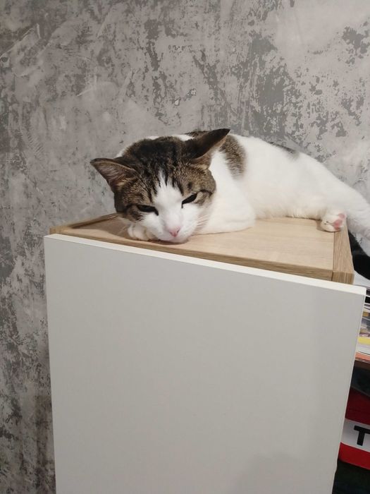 Ищем дом для кошечки
