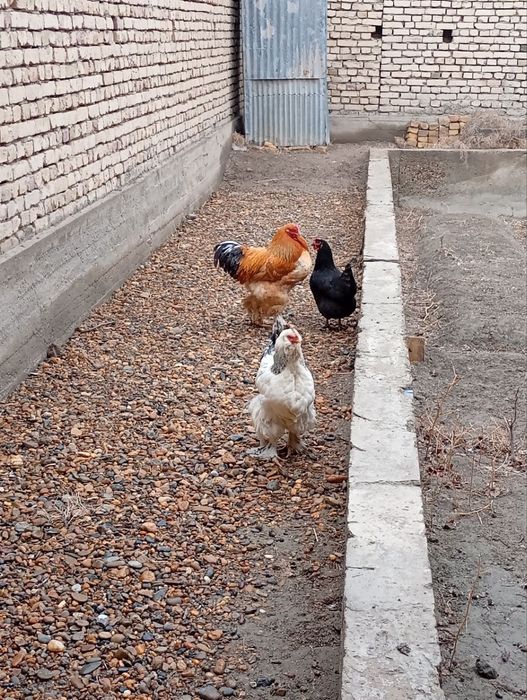 Parrandalar sotiladi