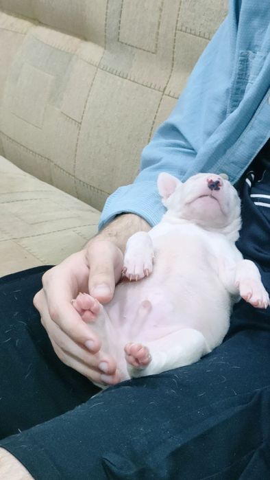 Бультерьер на вязку.НЕ  ПРОДАЕТСЯ.