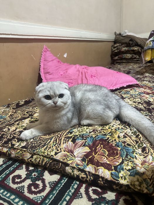 Viyazka!!! Erkak mushuk