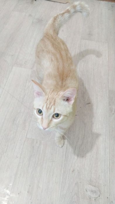 Срочно отдам котика.
