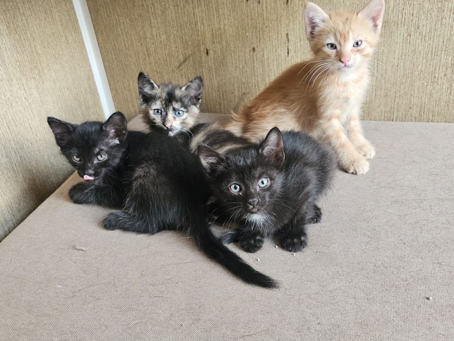 Отдам котят в хорошие руки