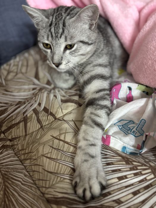 Отдам котиков в хорошие руки