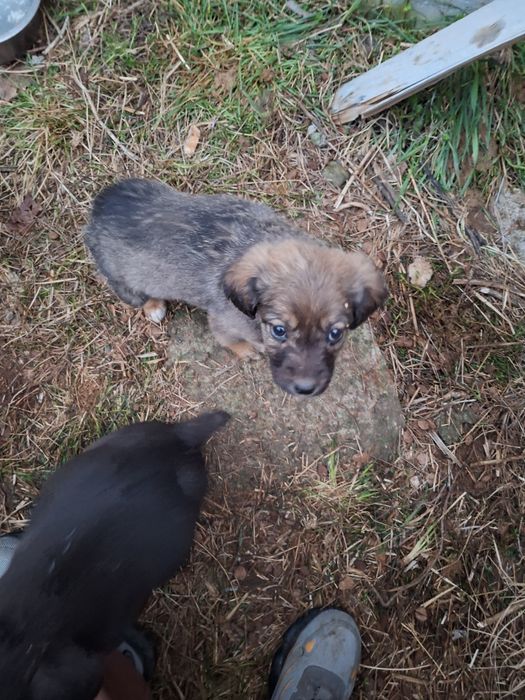 Catelusi pentru adoptie