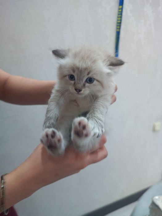 Красивые котята,отдам бесплатно