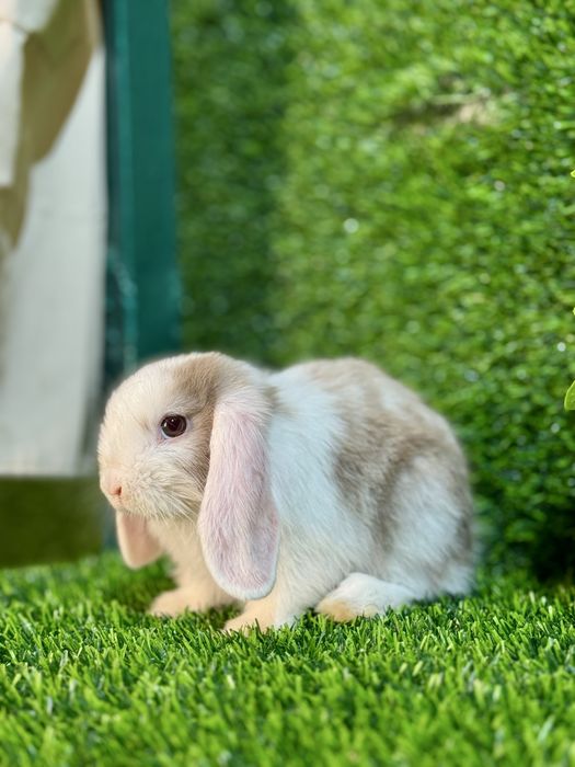 QUYON KARLIK . Кролик Карликовый