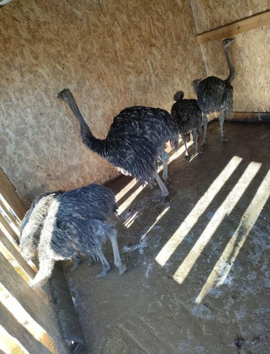 Vând pui de struț african ofertă
