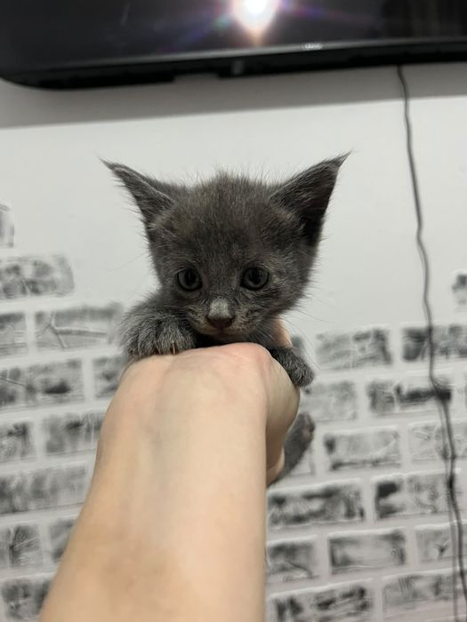 Отдам в добрые руки котят