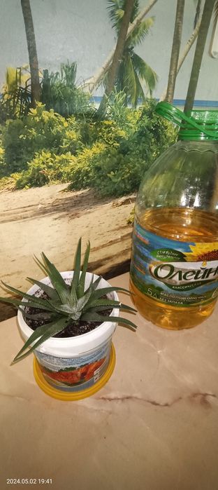 Продаётся комнатный цветок