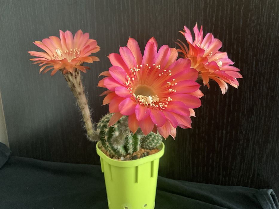 Кактусы , суккуленты