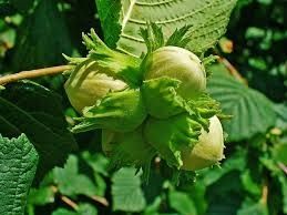 Alun corylus avellana