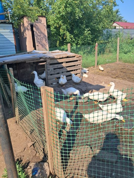 Продам утка бройллер