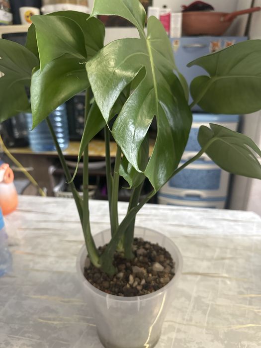 комнатные и офисные цветы