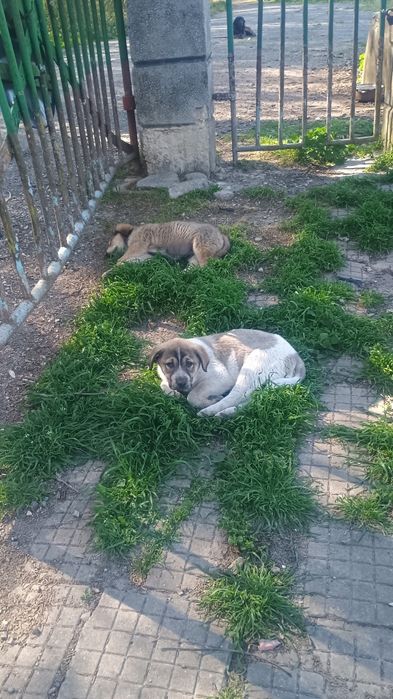 Подаряват се Каракачанки