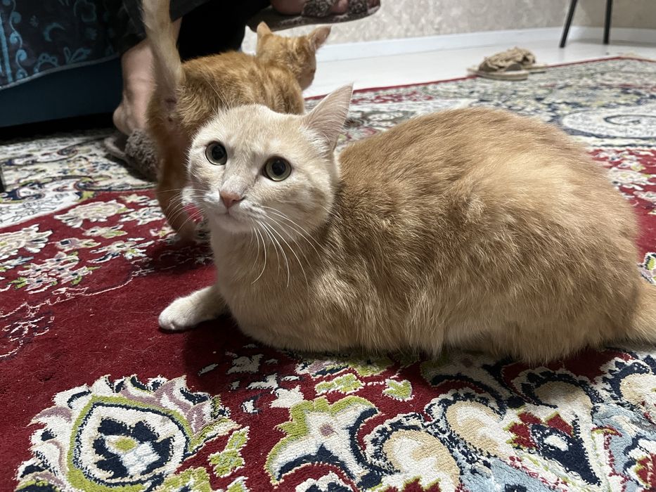 2 Котёнока ищет новый дом