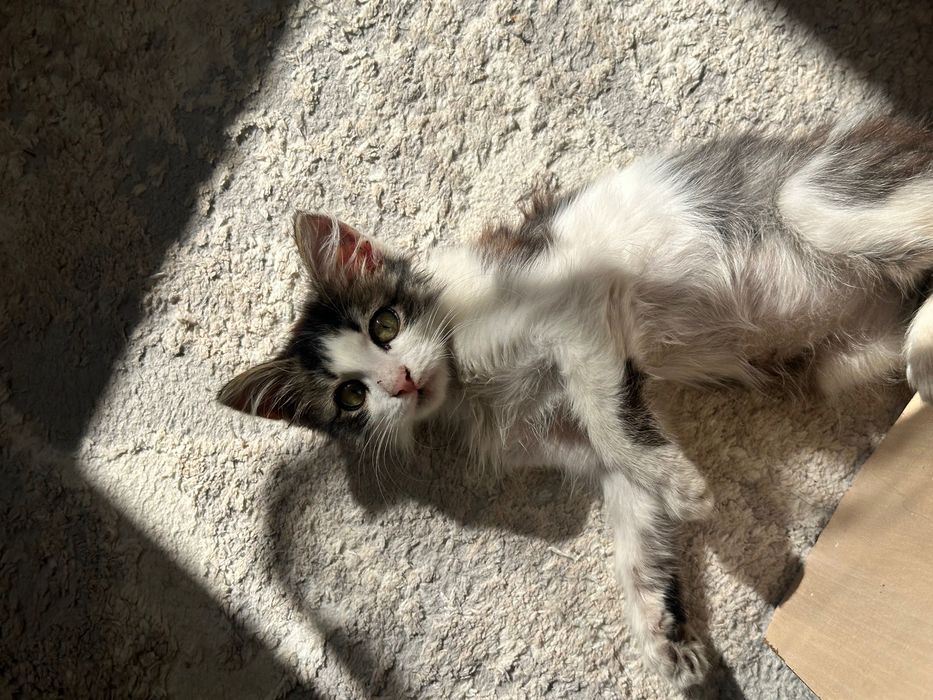 Отдам котенка девочка