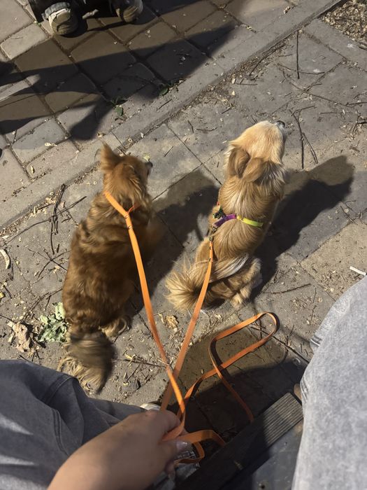 Отдам чихуахуа с доками