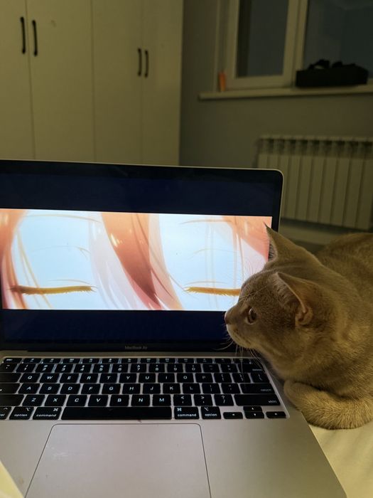 Продам британского кота 15 000